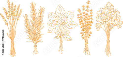 Herb bundle collection featuring lavender, rosemary, basil, thyme, parsley in hand drawn line art style