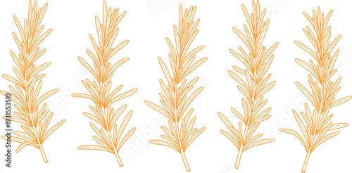 Rosemary herb sprigs collection in hand drawn line art style, botanical culinary illustration set