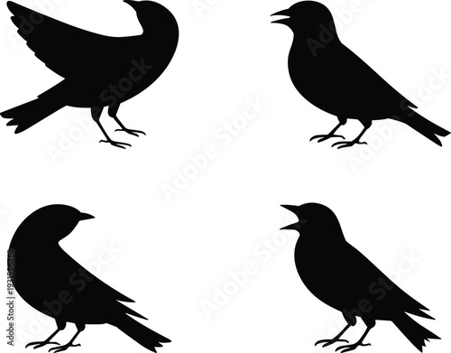 Black crow and raven bird silhouette vector set isolated on white background, flying and standing illustration collection for logo design