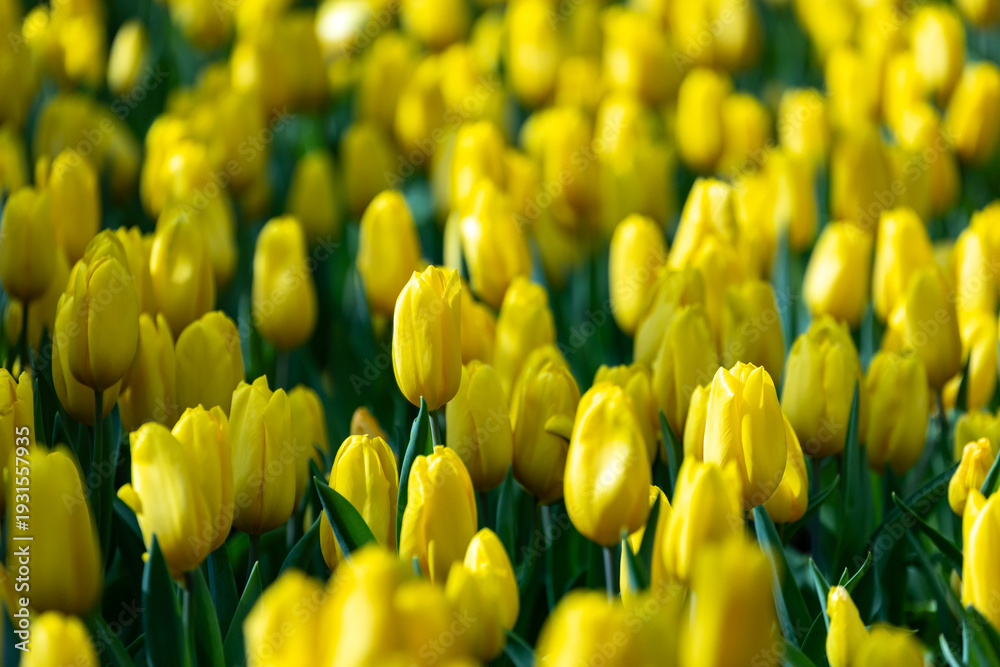 Obraz premium Yellow tulip in full bloom in the field for spring and summer English country cottage garden for perennial and annual plant