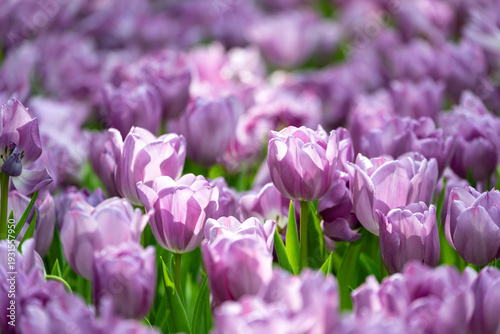 Purple tulip in full bloom in the field for spring and summer English country cottage garden for perennial and annual plant