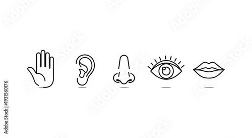 minimalist line art icons of the five human senses touch hearing smell sight taste perfect for health and education concepts