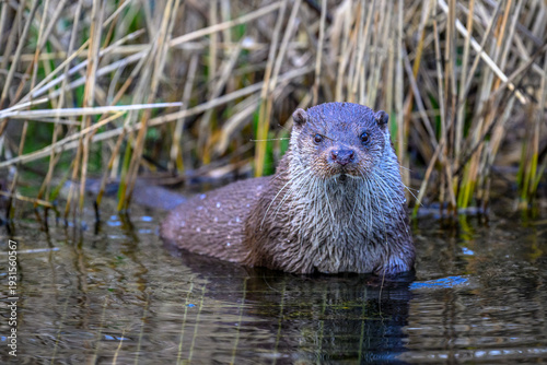 Foto Eurasian otter in a lake