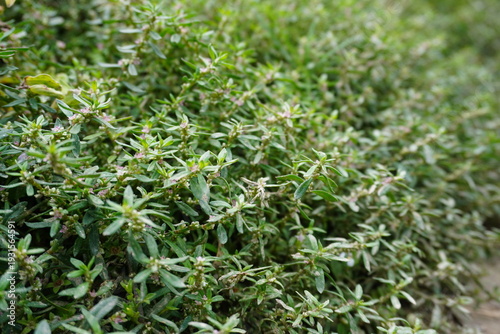Dense Patch of Lush Green Thyme Plants