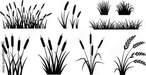 Black reed and grass silhouette collection with cattails and meadow plants, botanical nature vector set isolated on white background for design