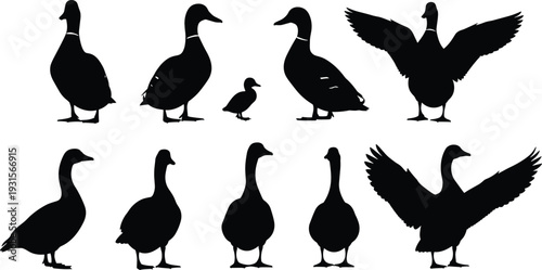 Duck silhouette collection isolated on white background, waterfowl set featuring standing ducks, wings spread pose and duckling for farm and wildlife design