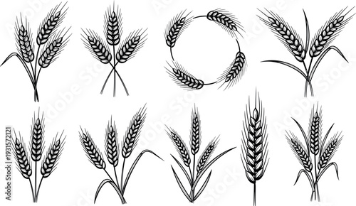 Wheat Ear and Grain Icon Set Hand Drawn Agriculture Harvest Vector Collection
