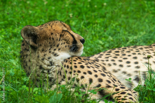 Photography DVUR KRALOVE, CZECH REPUBLIC — JULY 27, 2025: A cheetah (Acinonyx jubatus) lying