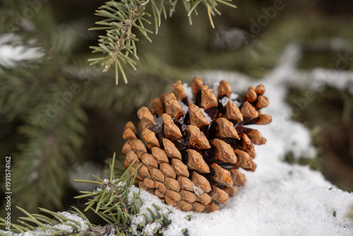 Pine cone on spruce tree branch covered with fresh snow in winter forest with selective focus.