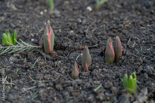 Young sprouts of tulips in the garden. Spring time.