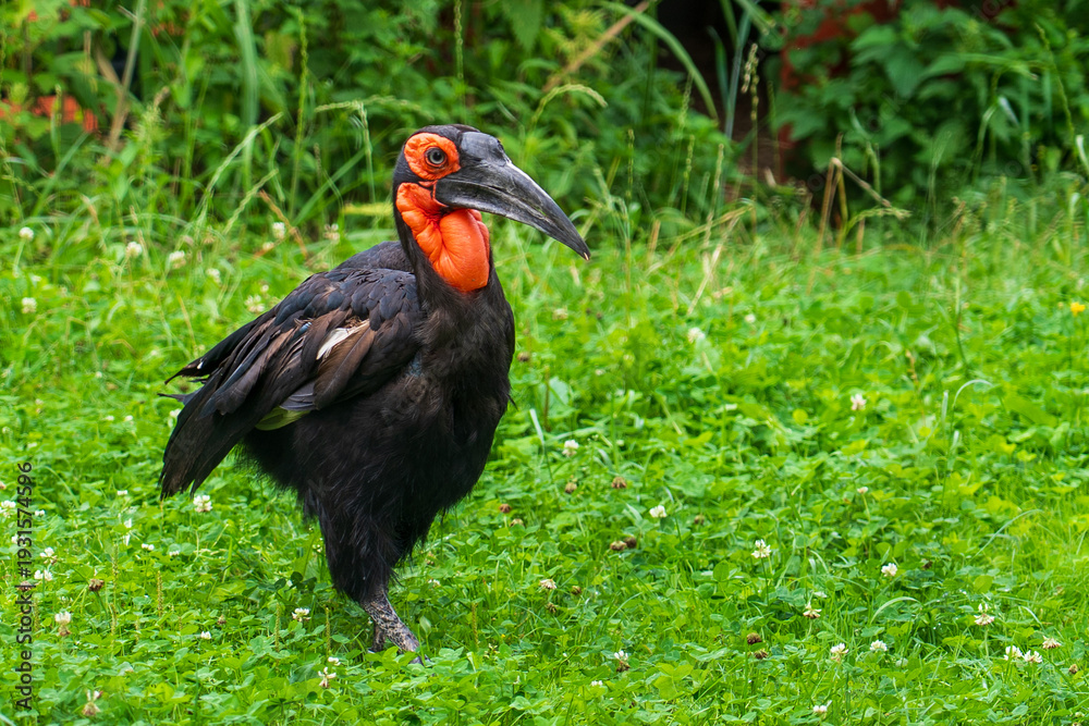 Fototapeta premium DVUR KRALOVE, CZECH REPUBLIC — JULY 27, 2025: A Southern ground hornbill (Bucorvus leadbeateri) walking on green grass at Safari Park Dvur Kralove