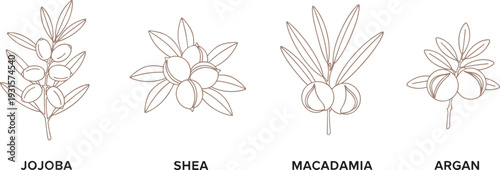 Black and white botanical illustration set featuring jojoba, shea, macadamia, and argan plants, detailed line art drawings, natural cosmetic artwork for skincare and organic design.