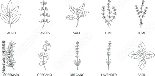 Black and white botanical illustration set featuring laurel, savory, sage, thyme, rosemary, oregano, lavender, and basil herbs, detailed line art drawings for culinary and medicinal design.