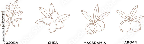 Stylized botanical illustration set featuring jojoba, shea, macadamia, and argan plants, detailed line art drawings, natural cosmetic artwork for skincare, organic beauty, and design inspiration.