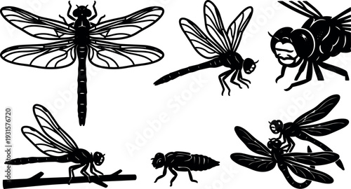 Vector line art dragonfly set multiple poses close up profile perched aerial detailed wing veins simple silhouette design black illustration