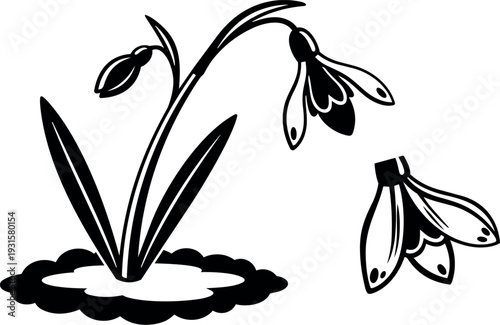 Line art botanical close up snowdrop flower cluster leaning over spring ground with bud detached simple black silhouette minimalist vector