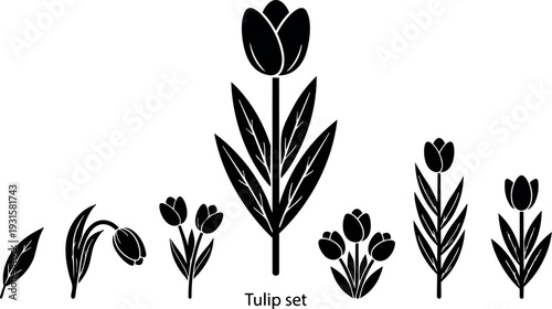 Minimalist vector tulip set with varied stems leaves buds isolated flat black silhouette spring floral icons different sizes