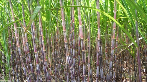 Sugarcane, which is used as raw material for making sugar, thrives in the tropics.  Sugarcane is a giant tropical grass from the family Graminaceae.