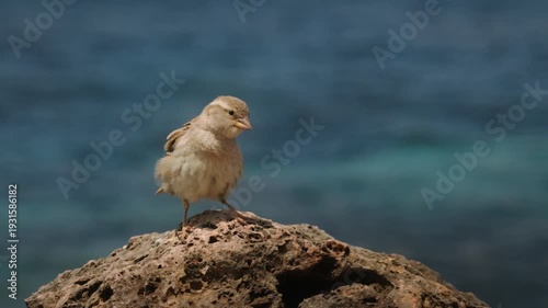 Wallpaper Mural Close up of sparrow perched on coastal rock in Ibiza gently ruffling its feathers and looking toward camera with blue sea softly blurred behind. Torontodigital.ca