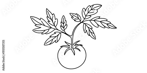 A black and white line drawing of a single tomato on a stem with green leaves. Vector, illustration