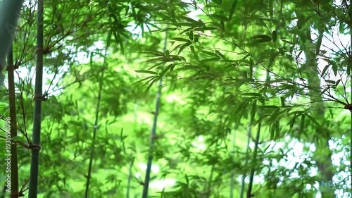 Bamboo Forest with Green Leaves and Stems.
