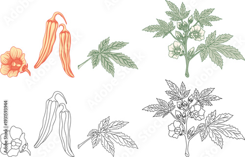 botanical collection of okra or lady's finger, featuring  fruit, flower,leaves.vintage etching style,for superfood branding, herbal medicine guides, and organic product packaging.