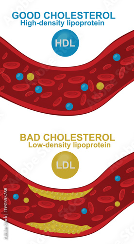 HDL and LDL. vector illustration
