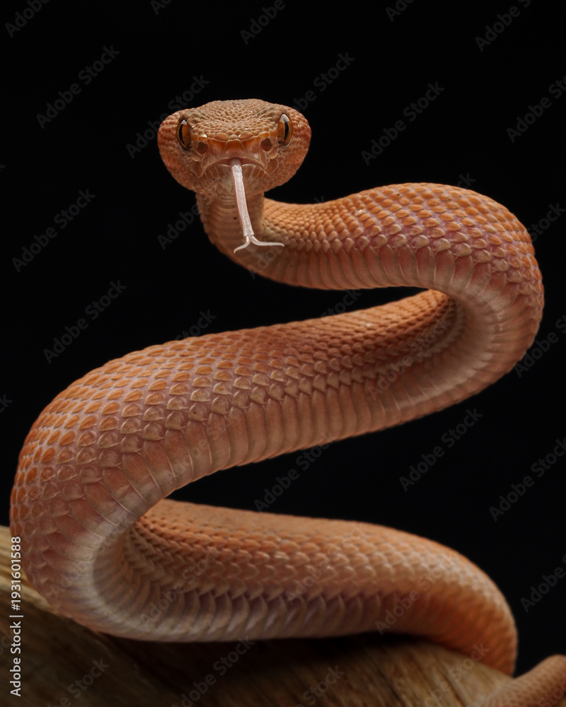 Fototapeta premium A stunning close-up of a reddish-orange bush viper Trimeresurus purpureomaculatus with keeled scales, flicking its forked tongue against a dark, blurry green background, 01 March 2026 Indonesia