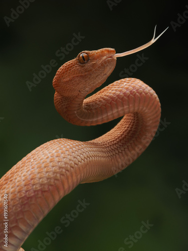 A stunning close-up of a reddish-orange bush viper Trimeresurus purpureomaculatus with keeled scales, flicking its forked tongue against a dark, blurry green background, 01 March 2026 Indonesia