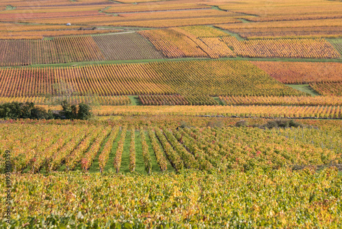 Vászonkép vignoble de Givry, appellation d'origine contrôlée du vignoble de Bourgogne de l