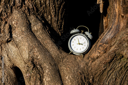 Bilde på lerret Vintage alarm clock in a textured tree hollow