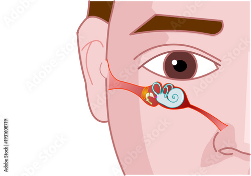 Ear anatomy, parts. Structure of outer, middle inner ear diagram. its position relative to the eyes and nose. Transparent, viewed from the front, man face. Illustration vector.