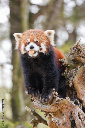 red panda
