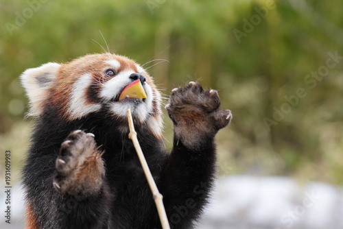 red panda