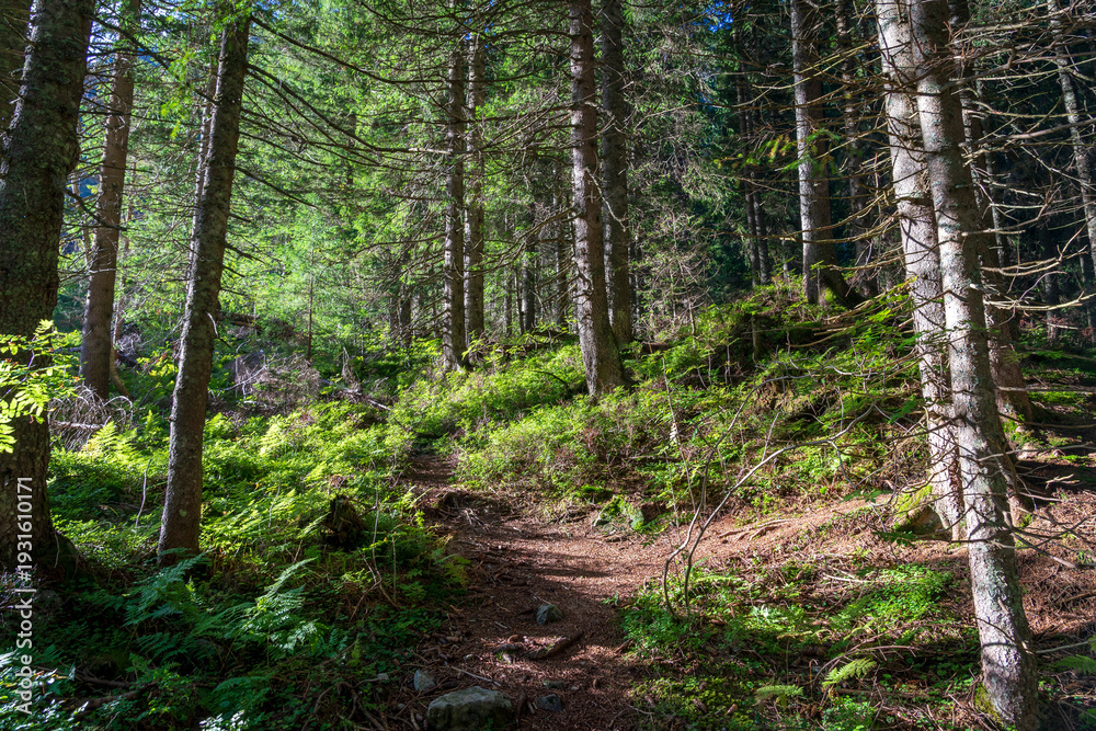Fototapeta premium Wild Spruce Forest of Roztoka Valley.