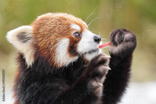 red panda