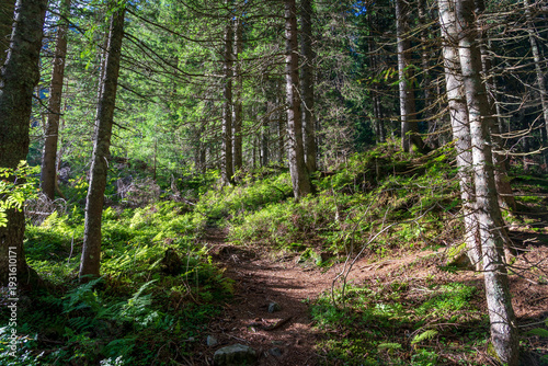 Wild Spruce Forest of Roztoka Valley.
