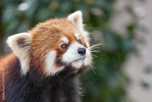 red panda