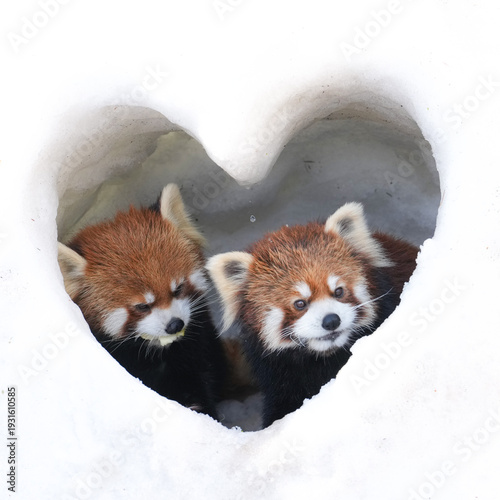 red panda in iglu