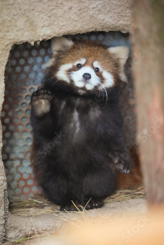 red panda cub