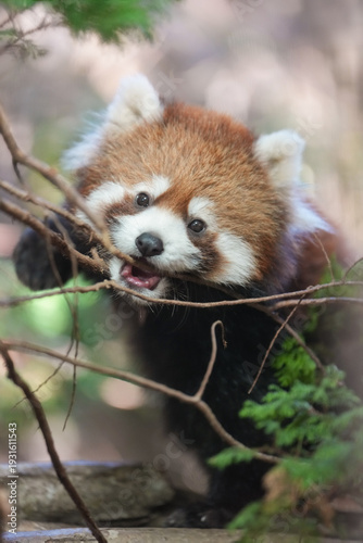 red panda cub