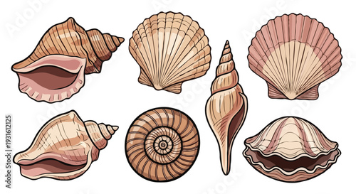 Hand-drawn seashell collection illustration set with various ocean mollusk shells