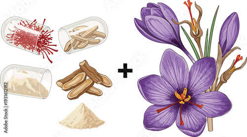 Saffron Spice Production Process with Crocus Flower, Dried Stigmas, Roots and Powder Illustration Isolated on White Background Vector Design