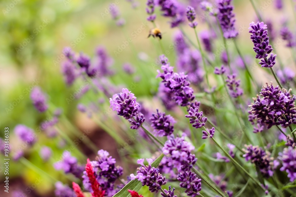 Naklejka premium Close-Up of Lavender Flower with Bee in Background in Bright Garden with Natural Light and Blooming Plants