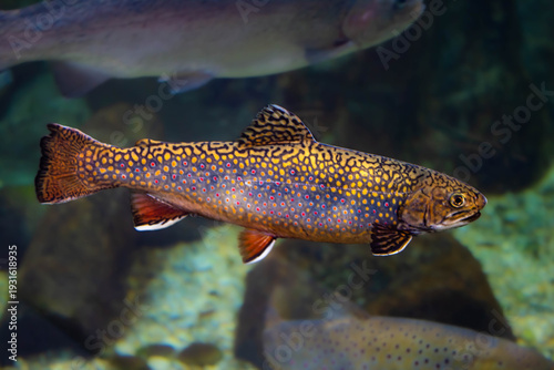 Truite mouchetée aux reflets dorés dans les eaux profondes. 