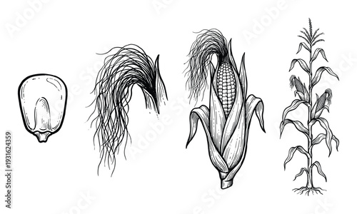 Corn growth stages from seed to stalk, hand drawn maize plant illustration