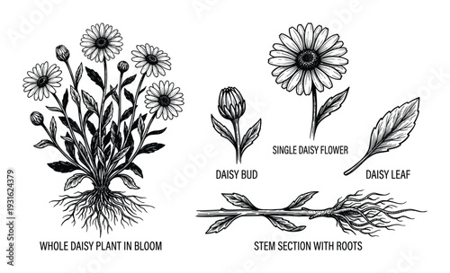 Daisy plant in bloom vector illustration whole plant with roots single bud leaf and stem section