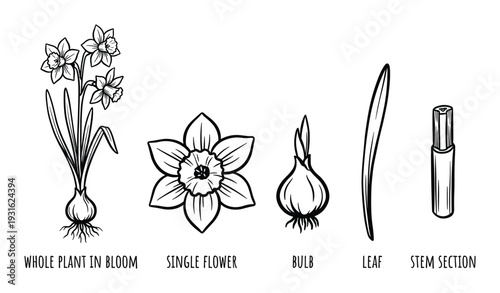 Daffodil flower plant parts illustration featuring whole bloom bulb leaf and stem section