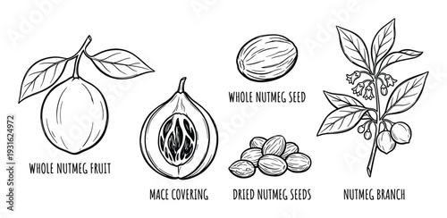 Nutmeg fruit, seed, mace covering, and branch hand drawn outline sketch set isolated