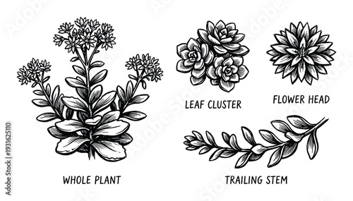 Sedum succulent plant botanical illustration set with leaf and flower